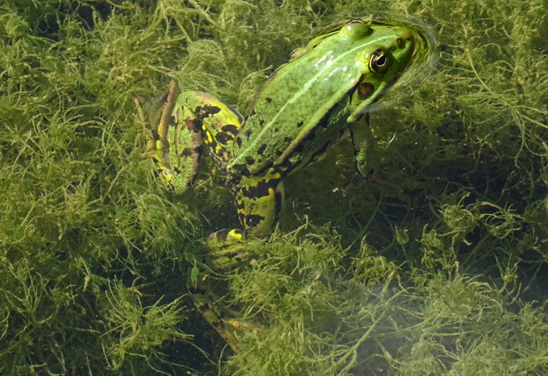 Pelophylax sp. (Prov. Trento)